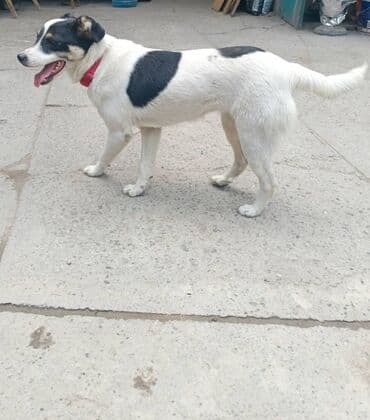 Собака даром: Дворняжка, 7 месяцев, Самка, С прививкой at lalafo.kg Собака даром: Дворняжка, 7 месяцев, Самка, С прививкой