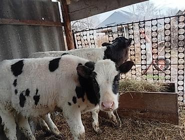 Продаю | Музоо, торпок | Голштин | Для молока at lalafo.kg Продаю | Музоо, торпок | Голштин | Для молока