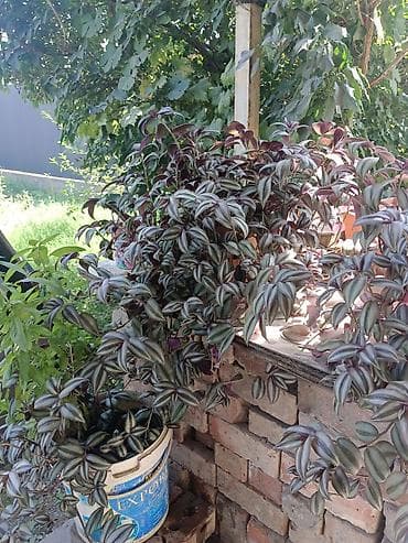 Традесканция (Tradescantia zebrina) — ампельное комнатное растение at lalafo.kg Традесканция (Tradescantia zebrina) — ампельное комнатное растение