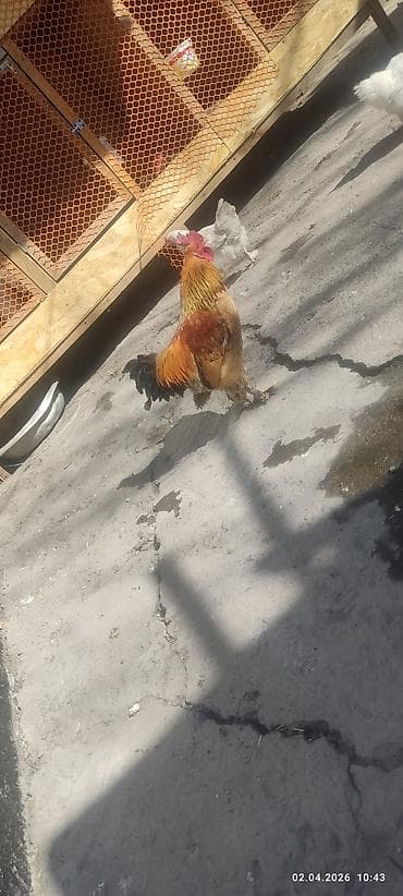 Продаю | Куры, Петух at lalafo.kg Продаю | Куры, Петух