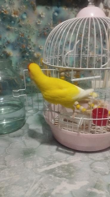 Продаю. попугая,неразлучник,девочка,2 года at lalafo.kg Продаю. попугая,неразлучник,девочка,2 года