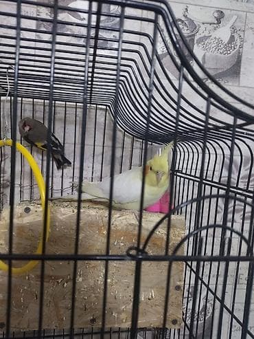 Корелла (нимфа) в клетке - Вид: попугай корелла (нимфа), светлый at lalafo.kg Корелла (нимфа) в клетке - Вид: попугай корелла (нимфа), светлый