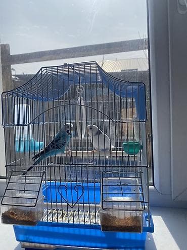 Клетка для волнистых попугаев с комплектом аксессуаров. - Просторная at lalafo.kg Клетка для волнистых попугаев с комплектом аксессуаров. - Просторная