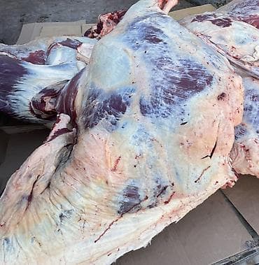 Аквариумдар: Колбаса цехи : Уйлар, букалар, Жылкылар, аттар, | Күнү-түнү, Бардык шартта, Союлган lalafo.kg да — 2 Аквариумдар: Колбаса цехи : Уйлар, букалар, Жылкылар, аттар, | Күнү-түнү, Бардык шартта, Союлган — 2