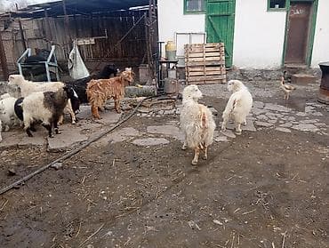 Продаю | Коза (самка), Козёл (самец), Козлёнок | Полукровка, Зааненская, Нубийская | На забой, Для разведения, Для молока | Племенные, Котные, Осеменитель at lalafo.kg Продаю | Коза (самка), Козёл (самец), Козлёнок | Полукровка, Зааненская, Нубийская | На забой, Для разведения, Для молока | Племенные, Котные, Осеменитель