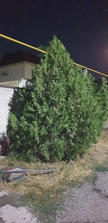 Продаю ТУЮ высота 2-2,5м не обрезание at lalafo.kg Продаю ТУЮ высота 2-2,5м не обрезание