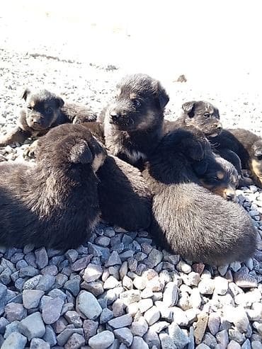 Щенки (помёт) черного окраса с подпалом - Возраст: 1 месяц - Окрас at lalafo.kg Щенки (помёт) черного окраса с подпалом - Возраст: 1 месяц - Окрас