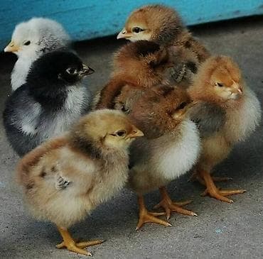 Продаю | Цыплята | Домашняя | Для разведения at lalafo.kg Продаю | Цыплята | Домашняя | Для разведения