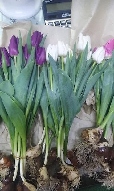 Организация мероприятий | Букеты, флористика at lalafo.kg Организация мероприятий | Букеты, флористика