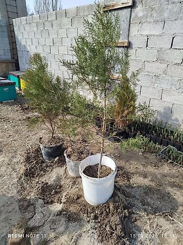 Сразу жерден казып берем чоң кичине аркандай . баалары 350 сомдон at lalafo.kg Сразу жерден казып берем чоң кичине аркандай . баалары 350 сомдон