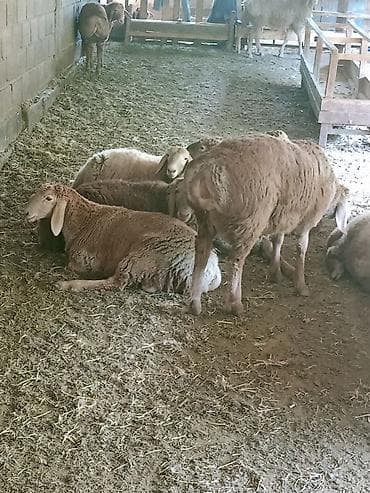 Продаю | Овца (самка) | Для разведения | Ярка at lalafo.kg Продаю | Овца (самка) | Для разведения | Ярка