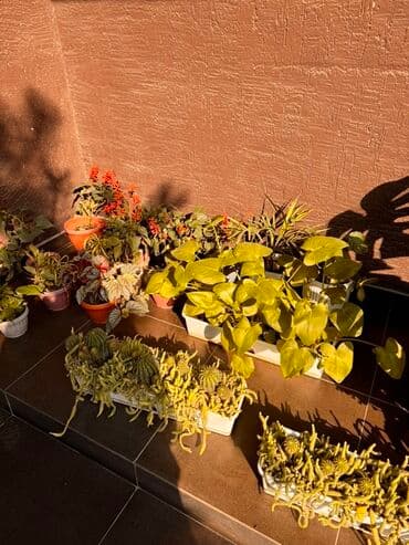 купить уголь в бишкеке цена: Кашпо с композициями из кактусов (микс видов) - Состав: множество at lalafo.kg — 3 купить уголь в бишкеке цена: Кашпо с композициями из кактусов (микс видов) - Состав: множество — 3