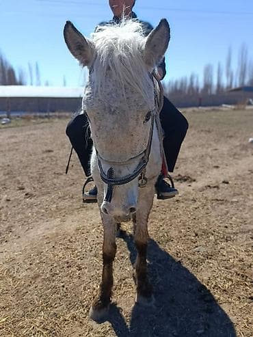 Продаю | Жеребец | Рабочий at lalafo.kg Продаю | Жеребец | Рабочий