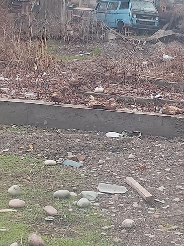 Индоутки самки at lalafo.kg Индоутки самки