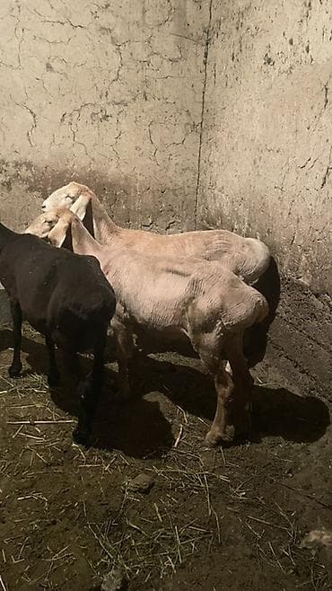 Продаю | Овца (самка) | Арашан | Для разведения | Племенные at lalafo.kg Продаю | Овца (самка) | Арашан | Для разведения | Племенные