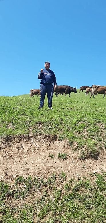 Услуги пастуха / выпас скота - Профессиональный выпас коров на at lalafo.kg Услуги пастуха / выпас скота - Профессиональный выпас коров на
