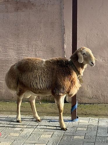 Продаю | Баран (самец) | Арашан | Для разведения | Племенные at lalafo.kg Продаю | Баран (самец) | Арашан | Для разведения | Племенные