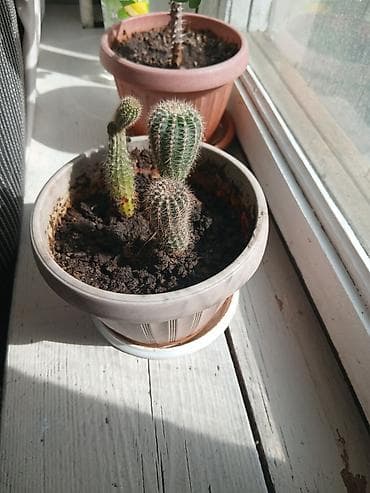Кактусы в горшке - Несколько кактусов в одном пластиковом горшке с at lalafo.kg Кактусы в горшке - Несколько кактусов в одном пластиковом горшке с