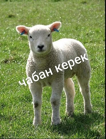 Требуется чабан . семейный .Кемин отара 250 голов зп 30-000+козу lalafo.kg да Требуется чабан . семейный .Кемин отара 250 голов зп 30-000+козу