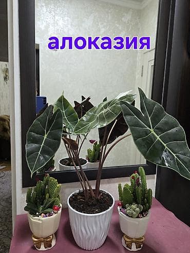 Алоказия (Alocasia) в декоративном кашпо. - Эффектные стреловидные at lalafo.kg Алоказия (Alocasia) в декоративном кашпо. - Эффектные стреловидные