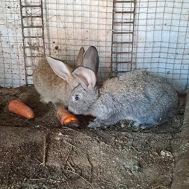 Продаю | Крольчата | Для разведения at lalafo.kg Продаю | Крольчата | Для разведения