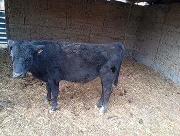 Продаю | Бык (самец) | На откорм at lalafo.kg Продаю | Бык (самец) | На откорм