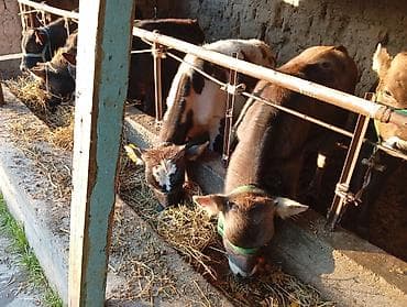 Продаю | Бык (самец) | Швицкая | На откорм at lalafo.kg Продаю | Бык (самец) | Швицкая | На откорм