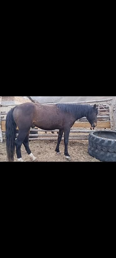 Продаю | Конь (самец) | Для разведения | Мерин at lalafo.kg Продаю | Конь (самец) | Для разведения | Мерин