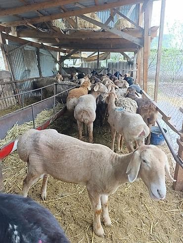 Продаю | Овца (самка) | Для разведения | Матка at lalafo.kg Продаю | Овца (самка) | Для разведения | Матка