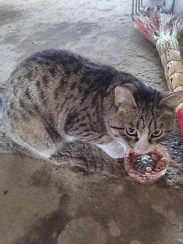 Домашние кошки — пара молодых питомцев Описание: - Окрас: - Кот 1 at lalafo.kg Домашние кошки — пара молодых питомцев Описание: - Окрас: - Кот 1