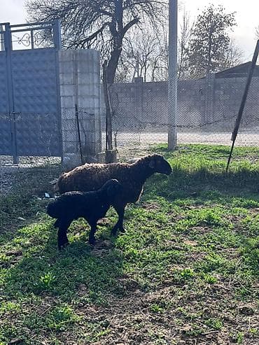 Продаю | Овца (самка) | Для разведения | Матка at lalafo.kg Продаю | Овца (самка) | Для разведения | Матка