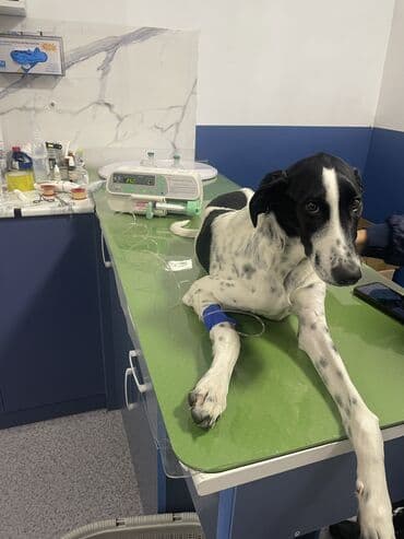 Ветеринарная клиника 🐱🐶🐏 Лечение домашних животных 🩹🩺 - Хирургическое at lalafo.kg Ветеринарная клиника 🐱🐶🐏 Лечение домашних животных 🩹🩺 - Хирургическое