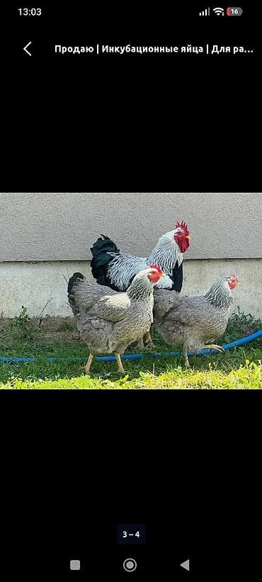 Продаю | Инкубационные яйца | Для разведения at lalafo.kg Продаю | Инкубационные яйца | Для разведения