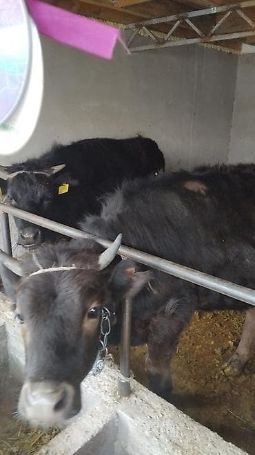 Продаю | Музоо, торпок | Алатауская | На откорм, Для разведения, Для молока | Привязанные at lalafo.kg Продаю | Музоо, торпок | Алатауская | На откорм, Для разведения, Для молока | Привязанные