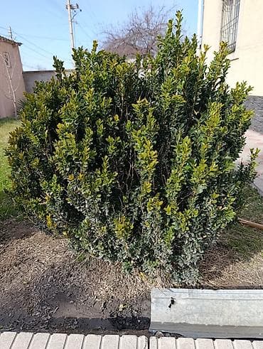 Самшит: Самшит вечнозелёный (Buxus sempervirens), сформированный в плотный шар lalafo.kg да — 3 Самшит: Самшит вечнозелёный (Buxus sempervirens), сформированный в плотный шар — 3