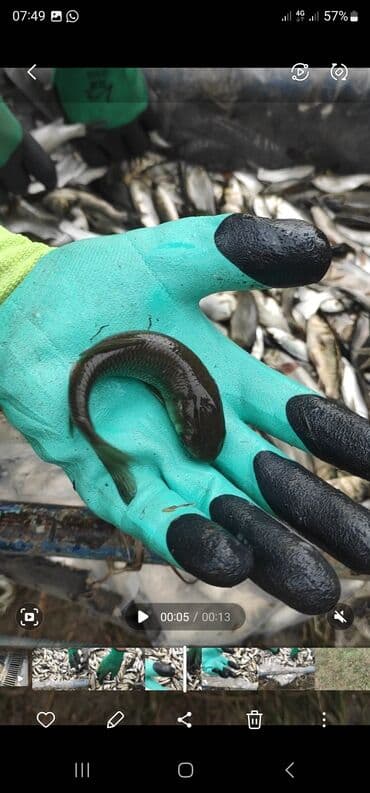 Малёк Малёк Малёк Сазан Амур Карп Толстолобик at lalafo.kg Малёк Малёк Малёк Сазан Амур Карп Толстолобик