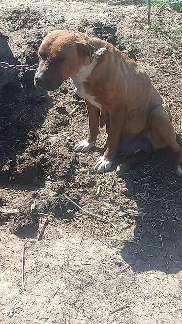 Продаётся собака питбуль с щенком дома охраняет срочно продаётся at lalafo.kg Продаётся собака питбуль с щенком дома охраняет срочно продаётся