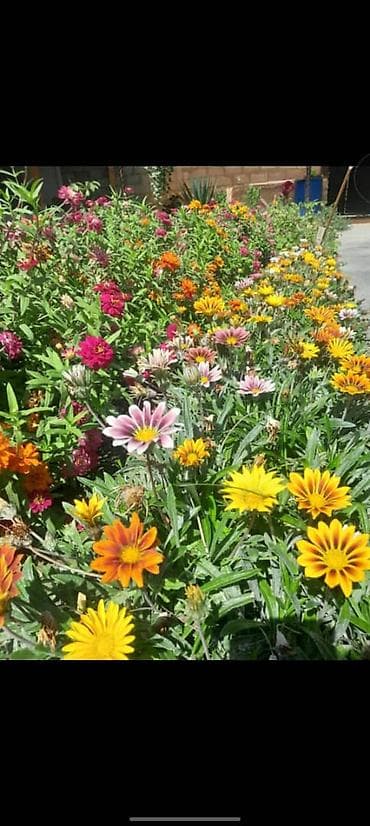 Гамактар: Ассорти товаров для дома и сада: - Домашние консервированные зелёные lalafo.kg да — 3 Гамактар: Ассорти товаров для дома и сада: - Домашние консервированные зелёные — 3