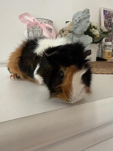 Морская свинка розетка триколор (черный/белый/рыжий) at lalafo.kg Морская свинка розетка триколор (черный/белый/рыжий)