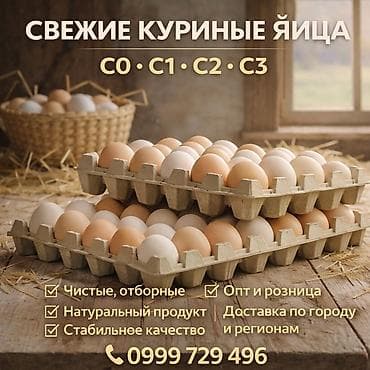 🥚 Свежие куриные яйца Категории в наличии: С0 • С1 • С2 • С3 ✔️ at lalafo.kg 🥚 Свежие куриные яйца Категории в наличии: С0 • С1 • С2 • С3 ✔️