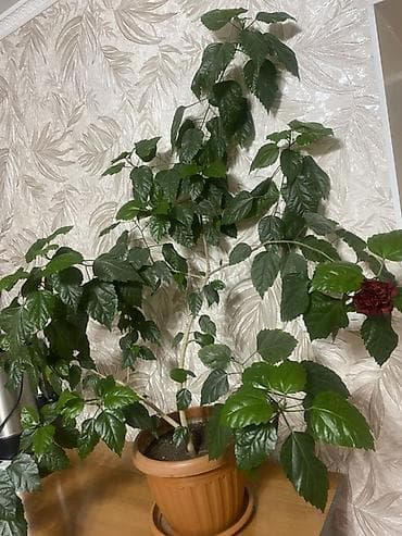 Гибискус (китайская роза) в горшке - Сорт с махровыми цветками at lalafo.kg Гибискус (китайская роза) в горшке - Сорт с махровыми цветками