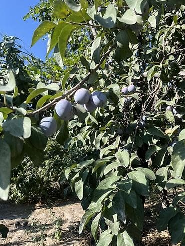 У нас поспел чернослив 🍒 г.Бишкек Идеально подходит для повидло at lalafo.kg У нас поспел чернослив 🍒 г.Бишкек Идеально подходит для повидло
