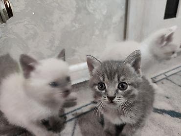 Очаровательные котята - Помёт из нескольких малышей: серый тигровый и at lalafo.kg Очаровательные котята - Помёт из нескольких малышей: серый тигровый и