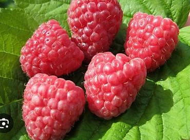 Продаю саженцы малины сорта*Геракл*.Находится в районе селе Джал at lalafo.kg Продаю саженцы малины сорта*Геракл*.Находится в районе селе Джал