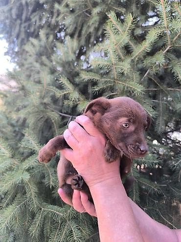 Щенки метисы, разные окрасы Описание: - Возраст: примерно 1,5–2 at lalafo.kg Щенки метисы, разные окрасы Описание: - Возраст: примерно 1,5–2