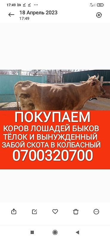 Жеке жак, Колбаса цехи : Уйлар, букалар, Жылкылар, аттар, | Күнү-түнү, Бардык шартта, Союлган lalafo.kg да Жеке жак, Колбаса цехи : Уйлар, букалар, Жылкылар, аттар, | Күнү-түнү, Бардык шартта, Союлган