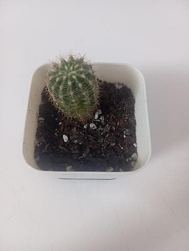 Кактус в горшке - Компактный кактус шаровидной/цилиндрической формы с at lalafo.kg Кактус в горшке - Компактный кактус шаровидной/цилиндрической формы с