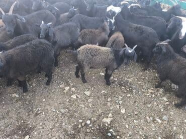 Сатам | Улак | Союуга lalafo.kg да Сатам | Улак | Союуга