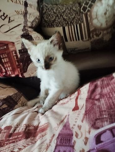 Котята, домашние, игривые и ласковые. - Возраст: примерно 1–1,5 at lalafo.kg Котята, домашние, игривые и ласковые. - Возраст: примерно 1–1,5