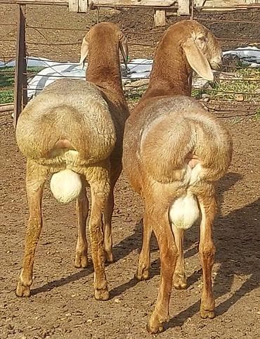 Продаю | Ягненок, Баран (самец) | Арашан at lalafo.kg — 3 Продаю | Ягненок, Баран (самец) | Арашан — 3